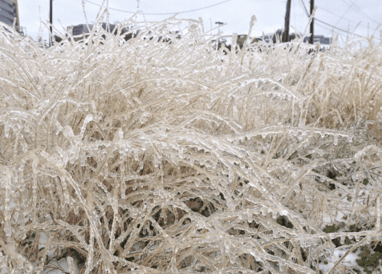 Photo of frozen grass, bushes or sticks after an ice storm